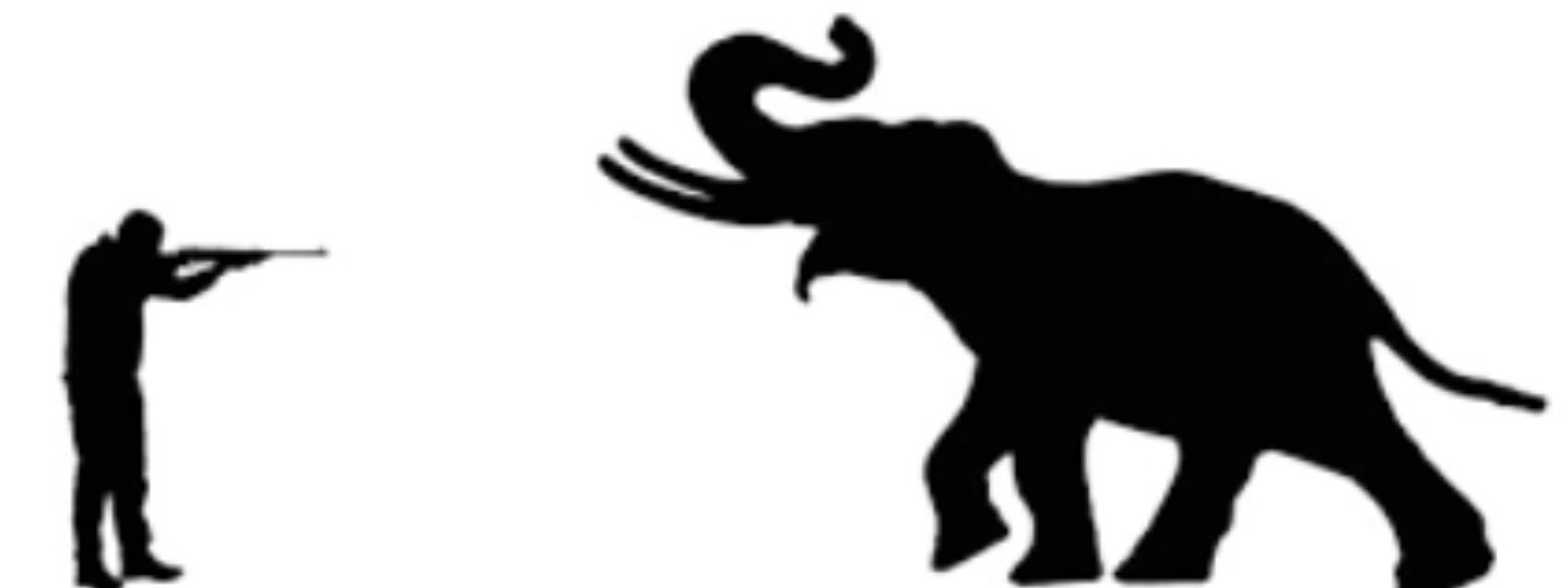 9 Elephants Shot,Minister Calls for Criminal Probe